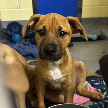 Goose -  Mixed Breed Dog for Adoption in Blue Ridge, Georgia - Goose | PetCurious