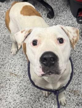 Rescue Mixed Breed Dogs for Adoption in West Chester, Pennsylvania - Magnificent FKA Gemma | PetCurious