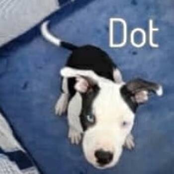 Rescue American Staffordshire Terrier Dogs for Adoption in Lompoc, California - Dot | PetCurious