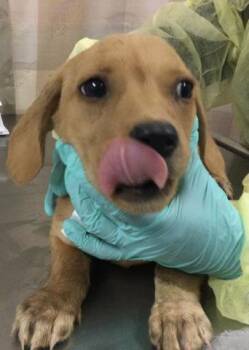 Terrier and Mixed Breed Dogs Available for Adoption in Riverside, California - ROSITA | PetCurious