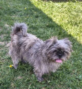 Marley (253) -  Pug Dog Available for Adoption in Plymouth, Michigan - Marley (253) | PetCurious