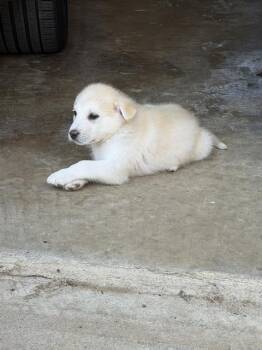 Snowflake Crew: Fiona -  Great Pyrenees and Maremma Sheepdog Dog for Adoption in Dallas, Texas - Snowflake Crew: Fiona | PetCurious