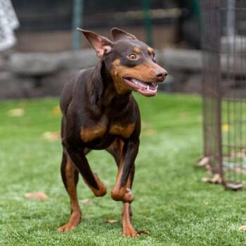 Sydney -  Doberman Pinscher Dog for Adoption in San Diego, California - Sydney | PetCurious