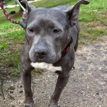 Rozee -  Pit Bull Terrier Dog for Adoption in Phoenixville, Pennsylvania - Rozee | PetCurious