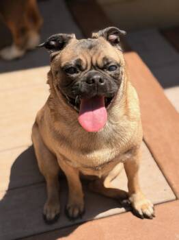 Rita -  Pug Dog for Adoption in North Freedom, Wisconsin - Rita | PetCurious