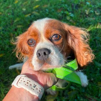Melody -  Cavalier King Charles Spaniel Dog for Adoption in Phoenixville, Pennsylvania - Melody | PetCurious