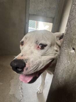 DANIEL -  Pit Bull Terrier Dog for Adoption in San Bernardino, California - DANIEL | PetCurious
