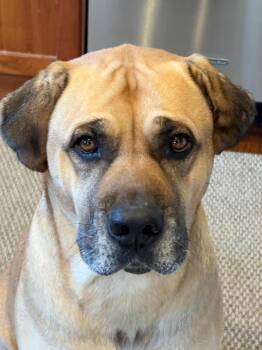 Bullmastiff Dogs Available for Adoption - Coco | PetCurious