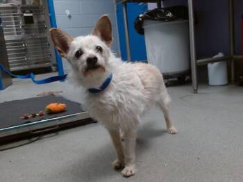 Border Terrier Dogs Available for Adoption in Albuquerque, New Mexico - BELLA | PetCurious