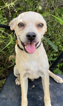Bean -  Chihuahua Dog for Adoption in Sharon, Connecticut - Bean | PetCurious