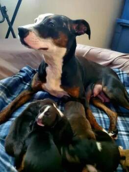 Molly -  Mixed Breed Dog for Adoption in Wyoming, Michigan - Molly | PetCurious