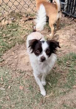 Lilo -  Chihuahua Dog for Adoption in Richmond, Texas - Lilo | PetCurious