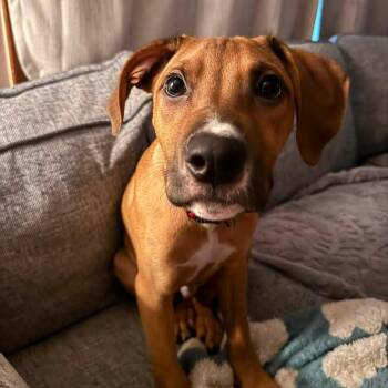 Woonie Wedding -  Mixed Breed Dog for Adoption in Savannah, Georgia - Woonie Wedding | PetCurious