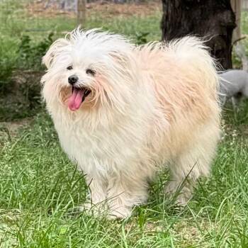 Poodle and Maltese Dogs Available for Adoption in Houston, Texas - Arwen | PetCurious