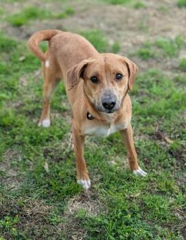Mixed Breed Dogs Available for Adoption - Lucky | PetCurious