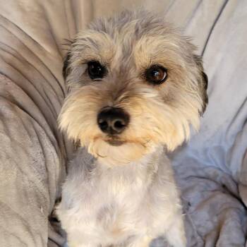 Miniature Schnauzer and Maltese Dogs Available for Adoption - Valentina | PetCurious