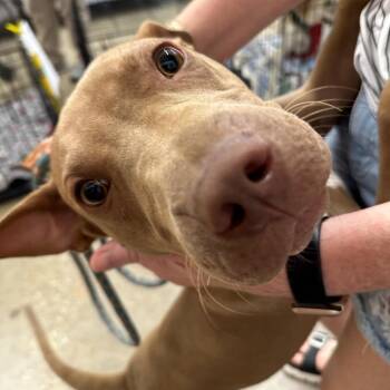 Pit Bull Terrier Dogs Available for Adoption in Houston, Texas - Cody | PetCurious