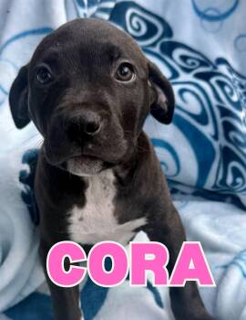Cora -  Black Labrador Retriever and Mixed Breed Dog for Adoption in Shalimar, Florida - Cora | PetCurious