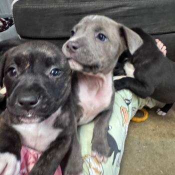 Mixed Breed Dogs Available for Adoption in Pinson, Tennessee - Ella | PetCurious