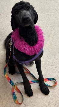 Ava -  Standard Poodle Dog for Adoption in Munford, Tennessee - Ava | PetCurious