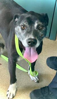 STAR -  Hound and Mixed Breed Dog for Adoption in Newton, North Carolina - STAR | PetCurious