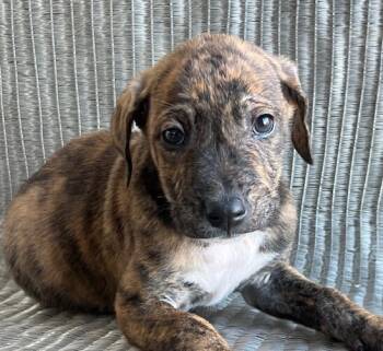 Rescue Plott Hound Dogs for Adoption in Washington, District Of Columbia - Baby Watson | PetCurious