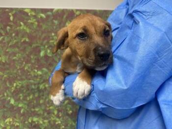 Labrador Retriever and Mixed Breed Dogs Available for Adoption - Chocolate | PetCurious