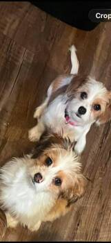 Jack Russell Terrier and Poodle Dogs Available for Adoption in Cromwell, Kentucky - Rosey And Posey Bonded Sisters | PetCurious