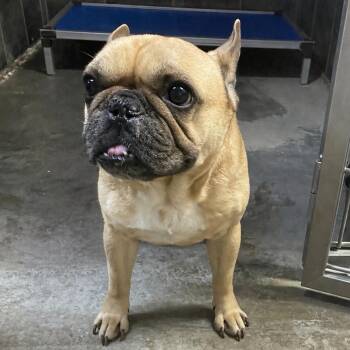 French Bulldog Dogs Available for Adoption in Eureka Springs, Arkansas - Igor | PetCurious