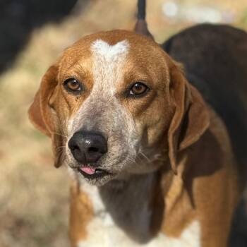 Rescue Treeing Walker Coonhound Dogs for Adoption in Locust Fork, Alabama - Jolene | PetCurious
