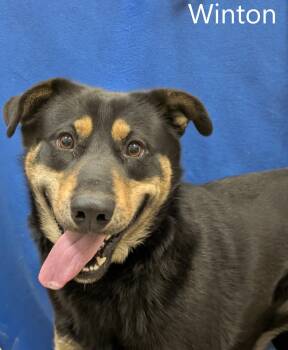 Husky and German Shepherd Dog Dogs Available for Adoption - Winton | PetCurious