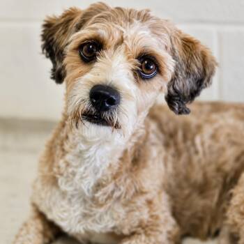 Angela -  Poodle and Terrier Dog for Adoption in Wickenburg, Arizona - Angela | PetCurious