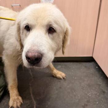 Pocahontas -  Great Pyrenees Dog for Adoption in Evensville, Tennessee - Pocahontas | PetCurious