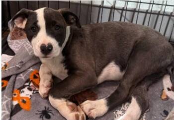 Rescue Mixed Breed Dogs for Adoption in Watertown, Wisconsin - Izzy (was Hearts) | PetCurious