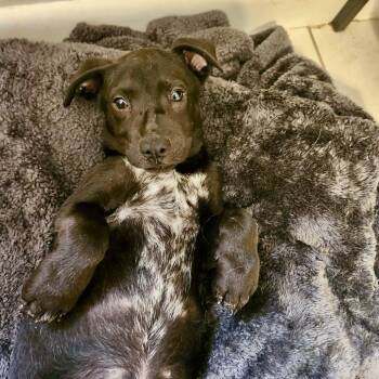 CASSIDY -  Black Labrador Retriever Dog for Adoption in Waterford, New Jersey - CASSIDY | PetCurious