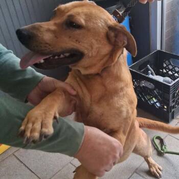 Katniss Stray Hold 7/4 -  Mixed Breed Dog for Adoption in Huntington, West Virginia - Katniss Stray Hold 7/4 | PetCurious