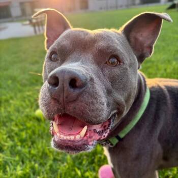 Tucker II -  American Staffordshire Terrier Dog for Adoption in Indianapolis, Indiana - Tucker II | PetCurious