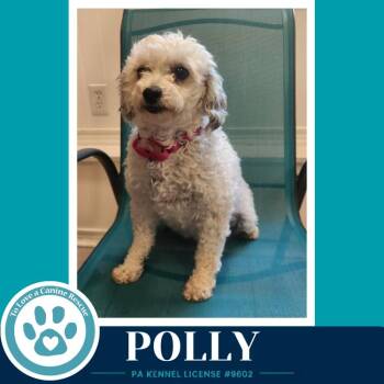 Polly 061326 -  Poodle Dog for Adoption in Kimberton, Pennsylvania - Polly 061326 | PetCurious
