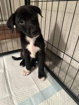 Gunslinger -  Mixed Breed Dog for Adoption - Gunslinger | PetCurious