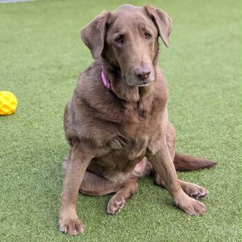 Maple Syrup -  Chocolate Labrador Retriever and Chesapeake Bay Retriever Dog for Adoption in Friday Harbor, Washington - Maple Syrup | PetCurious