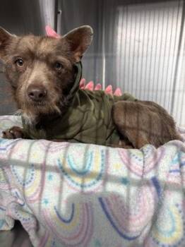 Terrier and Mixed Breed Dogs Available for Adoption - Brimley | PetCurious