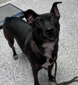 Rang -  Labrador Retriever and Boxer Dog for Adoption in Golden, Colorado - Rang | PetCurious