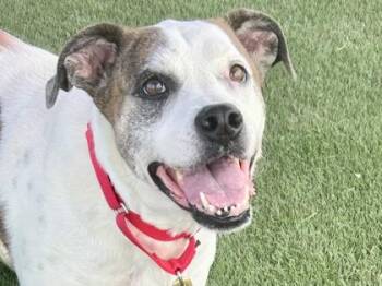 Rescue Mixed Breed Dogs for Adoption in Georgetown, Texas - Robby | PetCurious