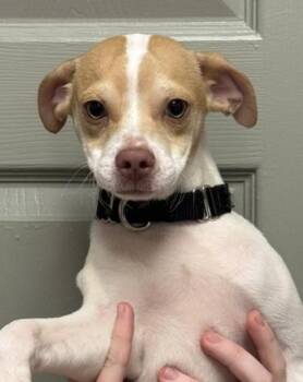 Tripp -  Terrier Dog for Adoption in Littleton, Colorado - Tripp | PetCurious