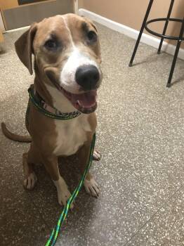 Rescue American Staffordshire Terrier Dogs for Adoption in Montclair, New Jersey - Lula | PetCurious