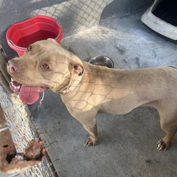 Pit Bull Terrier Dogs Available for Adoption in Clanton, Alabama - Lavender | PetCurious