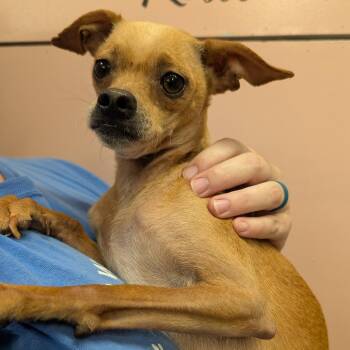 Deer -  Mixed Breed Dog for Adoption in Huntsville, Arkansas - Deer | PetCurious