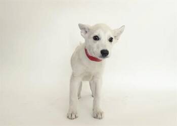 TRIPP -  Terrier Dog for Adoption in Brentwood, Missouri - TRIPP | PetCurious