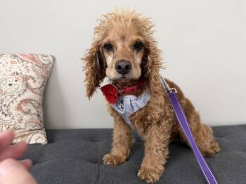 Cocker Spaniel Dogs Available for Adoption in Los Angeles, California - Lady | PetCurious