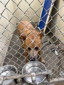Rue -  Cattle Dog Dog for Adoption in St. Helens, Oregon - Rue | PetCurious